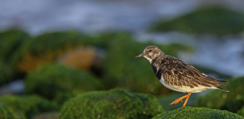 Turnstone, (Arenaria interpres), Animals, Birds, Snipe family, Heligoland, Schleswig-Holstein,