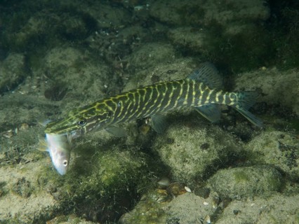 A pike (Esox lucius) holds a small fish in its mouth and swims in a stony, algae-rich environment,