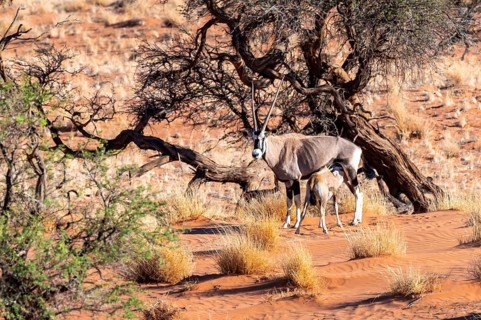 Oryx gazella with young, Oryx antelope, Namib Desert, Namibia