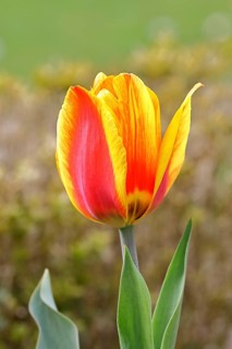 Tulip blossom (Tulipa), yellow-red blossom, in a garden, close-up, inflorescence, early bloomer,