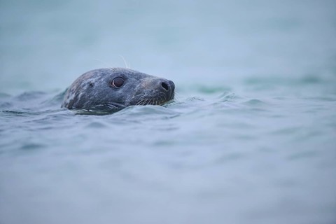 Grey seal (Halichoerus grypus) looking out of the water while swimming in the sea, Düne, Helgoland,