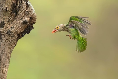 Lineated Barbet (Psilopogon lineatus) flying with food in beak, Chiang Mai, Thailand