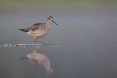 Common Greenshank (Tringa nebularia), North Rhine-Westphalia, Germany