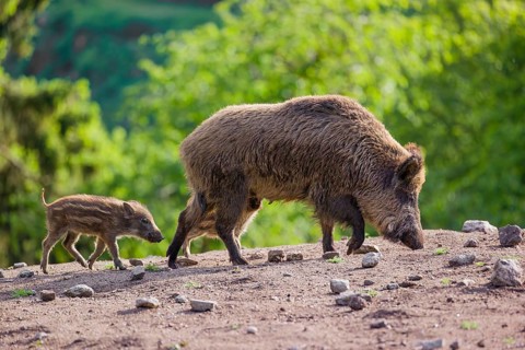 A wild boar (Sus scrofa) with some piglets looking for food in a clearing