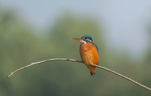 Vibrant Common Kingfisher (Alcedo atthis) perched on a thin branch, Sreepur, Gazipur, Bangladesh