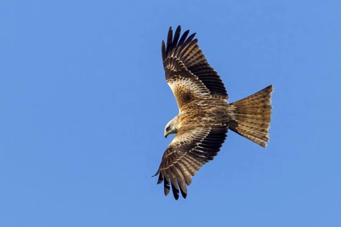 Red Kite, (Milvus milvus), Red Kite, Fork-tailed Kite, King Kite, animals, birds, bird of prey,