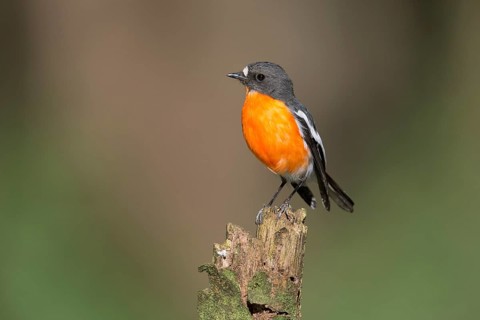 Flame Robin (Petroica phoenicea) male, Victoria, Australia