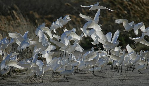 Western Cattle Egret (Bubulcus ibis) group, Spain
