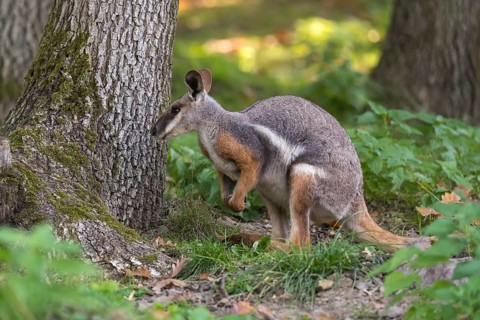 One yellow-footed rock-wallaby (Petrogale xanthopus), or ring-tailed wallaby sitting on grass