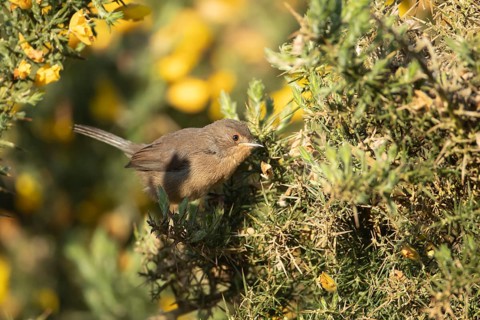 Dartford warbler (Sylvia undata) juvenile bird on a Gorse bush, Suffolk, England, United Kingdom