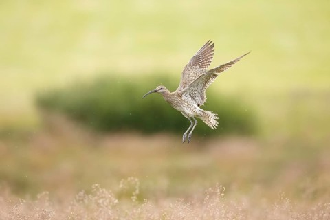 Whimbrel (Numenius phaeopus) flying in grassland, Dalvik, Iceland