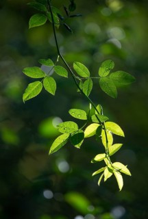 Dog rose (Rosa canina), leaves against the light, Thuringia, Germany
