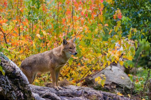 One golden jackal (Canis aureus) stands on a fallen tree trunk. Behind him is a tree in intense