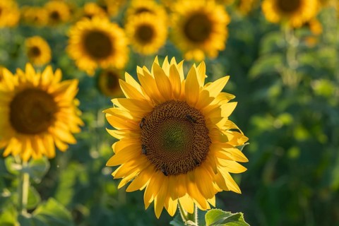 Daytime horizontal view of a vibrant yellow sunflower (Helianthus annuus) in sharp focus with honey