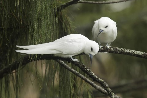 White Tern (Gygis alba), Hawaii, USA