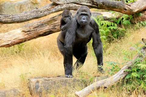 Western gorilla (Gorilla gorilla), adult, female, carrying, juvenile, on back