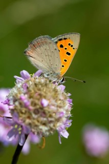 Fire butterfly, small fire butterfly, Lycaena phlaeas, small copper, butterfly, high size, portrait