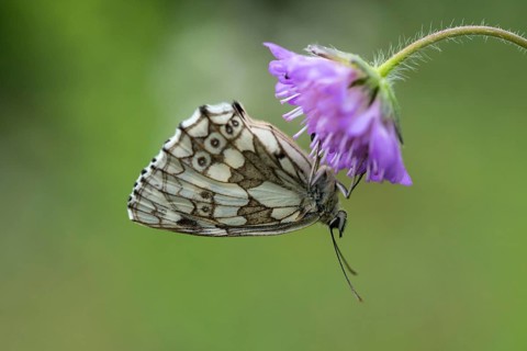 Board game, women's board, marbled white, melanargia galathea, checkerboard, butterfly, insects,