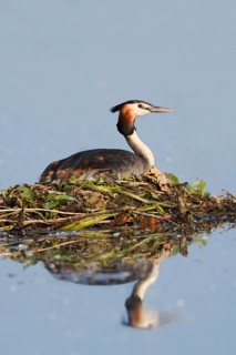 Great Crested Grebe (Podiceps scalloped ribbonfish) sitting on the nest, with mirror image, North
