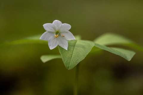 European seven-pointed star (Trientalis europaea), Emsland, Lower Saxony, Germany