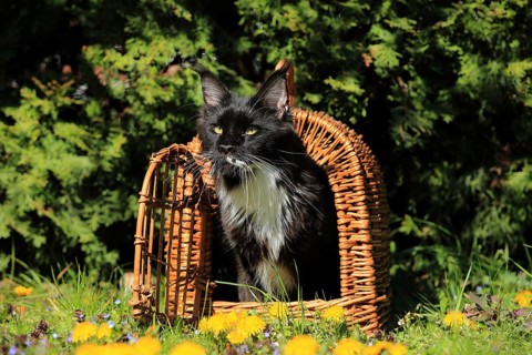 A black-and-white cat sits intently in a basket on a flower-filled meadow, a Maine Coon (Felis