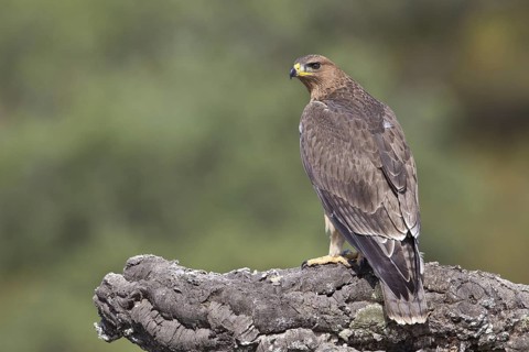 Bonelli's Eagle (Aquila fasciata) juvenile, Portugal