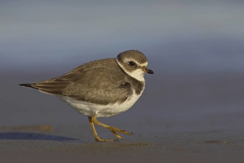 Semipalmated Plover (Charadrius semipalmatus), Ohio, USA