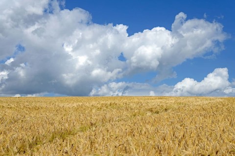 Grain field, barley (Hordeum vulgare), blue cloudy sky, North Rhine-Westphalia, Germany