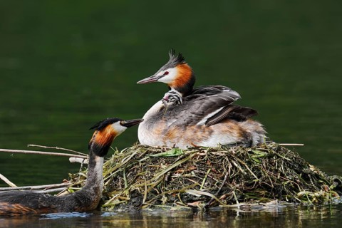 Great Crested Grebe (Podiceps Scalloped ribbonfish) feeding chicks on the nest, North