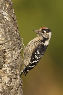 Lesser Spotted Woodpecker (Dryobates minor) male, Portalegre, Portugal