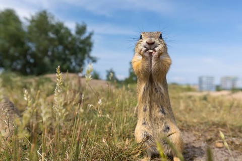 European ground squirrels (Spermophilus citellus) or European souslik feeding on seeds in grass
