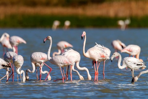 Greater Flamingo (Phoenicopterus roseus), Castile-La Mancha, Spain