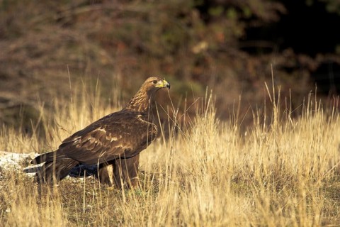 Golden Eagle (Aquila chrysaetos) male, Madrid, Spain