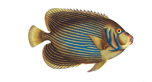 Fish, Fish, Genus Butterflyfish, Butterflyfish, Chaetodon imperator, the emperor fish, Historical,