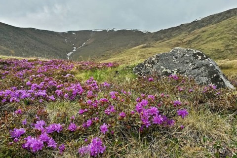 Berpanorama mit Zwerg-Rhododendron (Rhododendron impeditum), Khuvsgul National Park, Chöwsgöl,