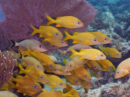 A school of yellow fish, French grunt (Haemulon flavolineatum), swimming synchronously near the sea