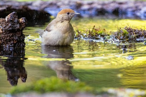 Blackcap (Sylvia atricapilla) wbl while bathing Germany