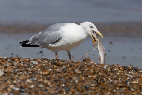 Herring gull (Larus argentatus) adult seagull bird feeding on a Dogfish shark fish on a beach in