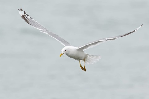 Mew Gull (Larus canus) feeding in the ocean near Nome, Alaska