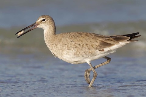 Willet (Tringa semipalmata), Florida, USA