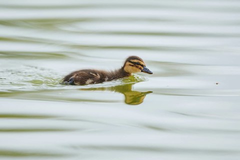Wild duck (Anas platyrhynchos) chick swimming in the water, Camargue, France