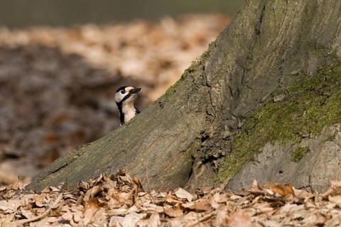A great spotted woodpecker (Dendrocopos major) looks out from behind a tree, surrounded by autumn