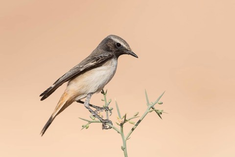 Kurdish Wheatear (Oenanthe xanthoprymna) male perched on a branch, Arava Valley, Israel