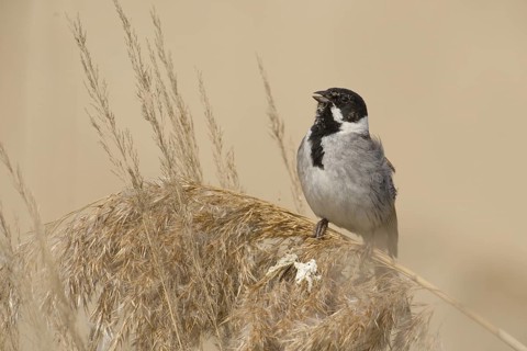 Common Reed Bunting (Emberiza schoeniclus) male, Saxony-Anhalt, Germany