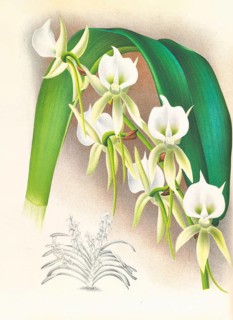 Orchid, Angraecum eburneum var superbum, authentic reproduction of an illustration by Jean Jules