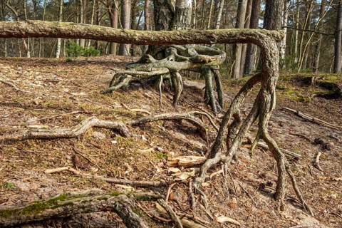 Aerial roots in a pine tree forest, planted to stop a sand drift during the 19th century in Ystad,