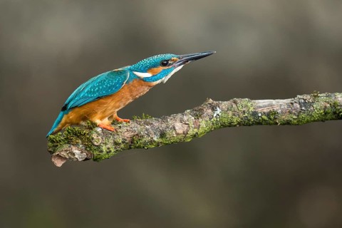 Common Kingfisher (Alcedo atthis) male perched on a branch, Lower Saxony, Germany