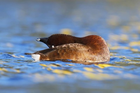 Hardhead (Aythya australis) male, Victoria, Australia