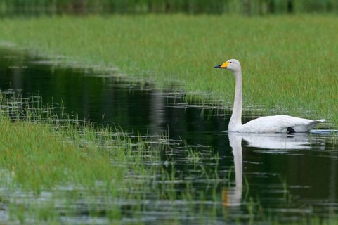 Cygnus cygnus, Finland, singing swan, whooper swan, anatidae, birds, duckbirds, adolescent,