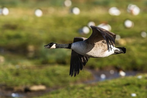 Canada Goose, Branta canadensis bird in flight over winter Marshes, Devon, England, United Kingdom